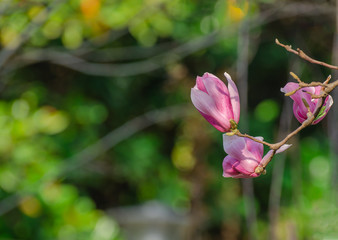 Obraz premium Magnolia blooming in spring