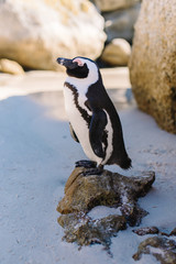 Naklejka premium Pinguin allein auf Felsen