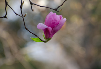Obraz premium Magnolia blooming in spring