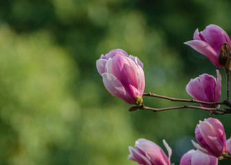 Magnolia blooming in spring