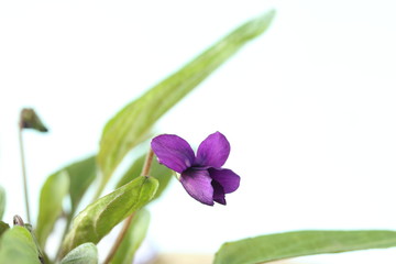 可憐な菫の花