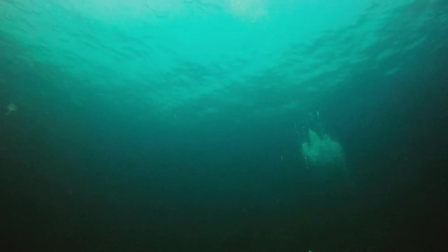 Qualle, Imperator Kaiserfisch, Halfterfisch - fische im parzifischen Ozean