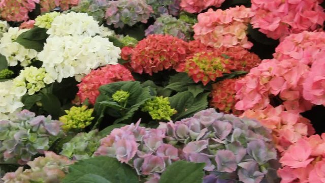 Hydrangeas for sale.