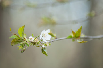 closeup of apple tree flowers at spring
