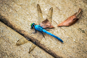 Butterflies and dragonflies