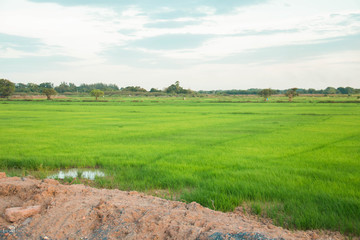Naklejka premium Lush green farmland in the evening
