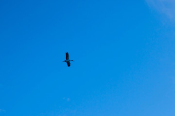  In the evening the little bird flew back to the crate.