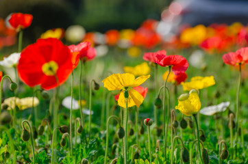 Fototapeta premium poppies field in rays sun