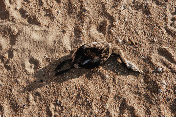 dead bird on a sandy beach