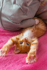 Fototapeta na wymiar ginger cat relax after play. the kitten is lying on its back on pink cover. kitty is yawning