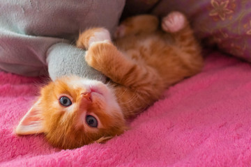 ginger cat relax after play. the kitten is lying on its back on pink cover and hugging a toy
