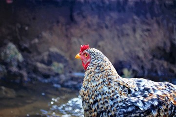 portrait of hen