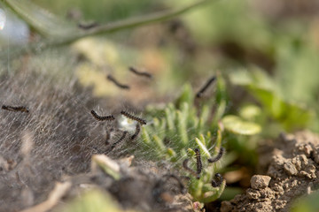 Tent Caterpillar Silk Nest With Caterpillars Crawling