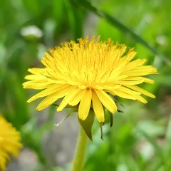 one yellow dandelion growing in a spring garden
