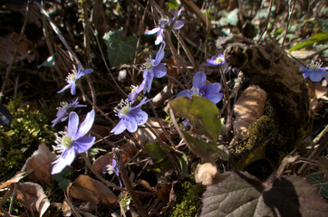 Anemone hepatica; liverwort flowers in woodland, Swiss Alps