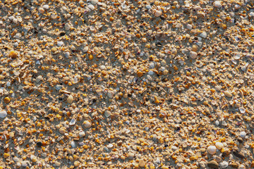 sandy beach with a shell