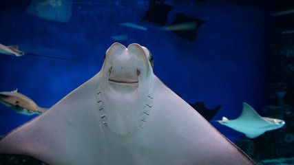 dancing stingray