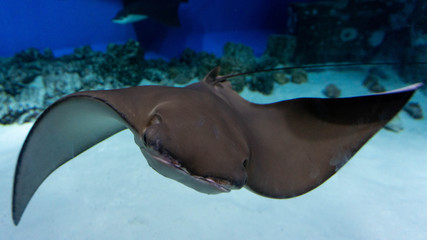 
dancing stingray