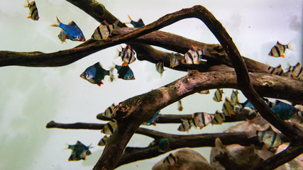 aquarium fish and logs