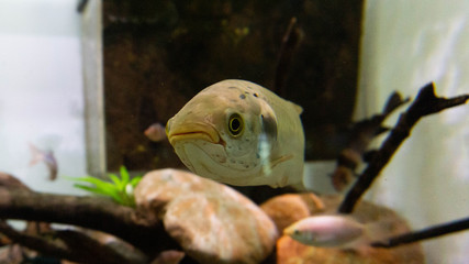 strange fish in full face