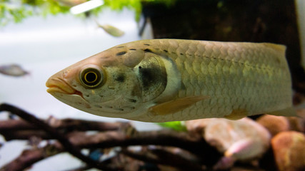 weird fish in profile