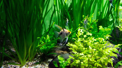 aquarium fish in green algae