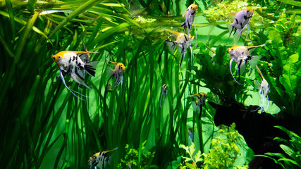 aquarium fish in green algae