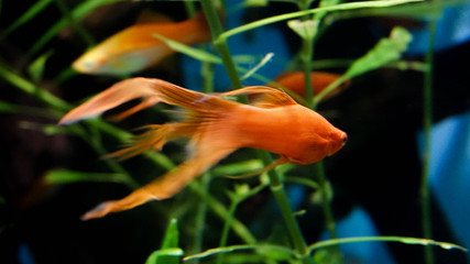 aquarium golden fish in green algae