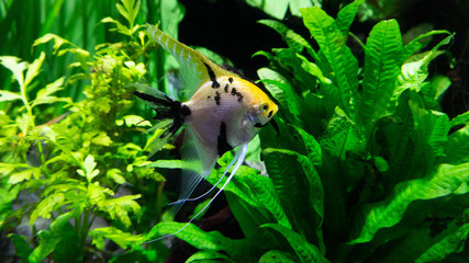 aquarium fish in green algae