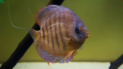 motley fish in the aquarium