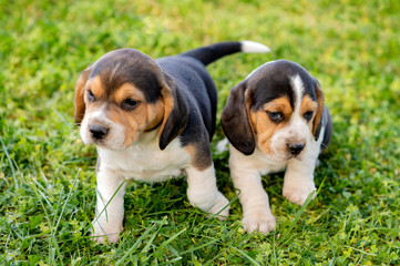 Beautiful beagle puppies on the green grass