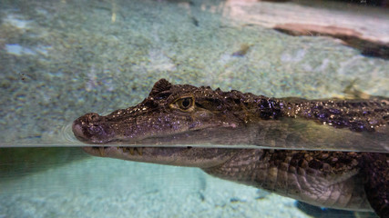 crocodile in the aquarium