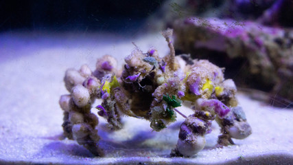 
aquarium crab decorator