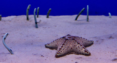 starfish in aquarium