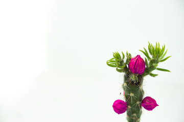 Little Cactus with Flower and Bud
