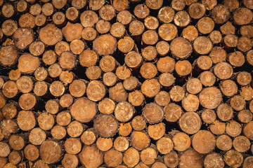 Close up on a stack of timber wood in Poland