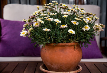 clay pot with daisies as rustic decoration