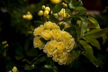 first ladybanks flowers of season on the wall