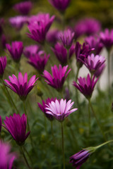 purple daisies, dimorphoteca, at dawn