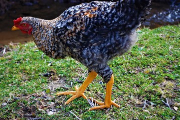 brown hen on a farm
