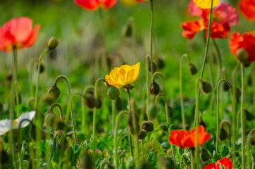 poppies field in rays sun