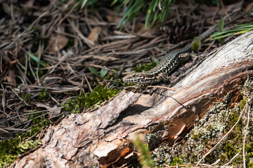 Common Wall Lizard in Springtime