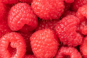 Close view of freshly picked raspberries