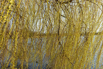 Branches of weeping willow in the park in spring