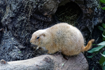 Black-tailed Prairie Dog