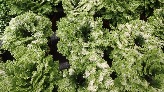 Jericho rose for sale. Selaginella sp.