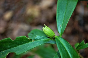 Fruit with Leaf