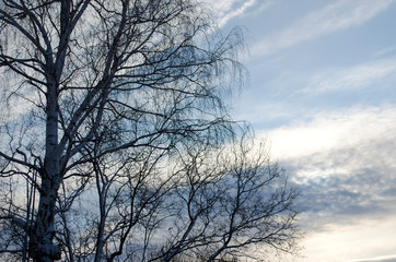 Trees in spring morning