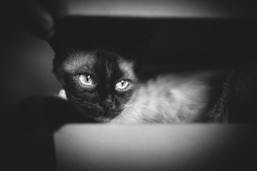 Funny Siamese cat hides in a box. Cat Games. Comfort zone. New flat. Concept of loneliness,...