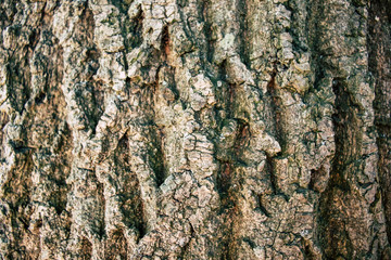 bark of a tree